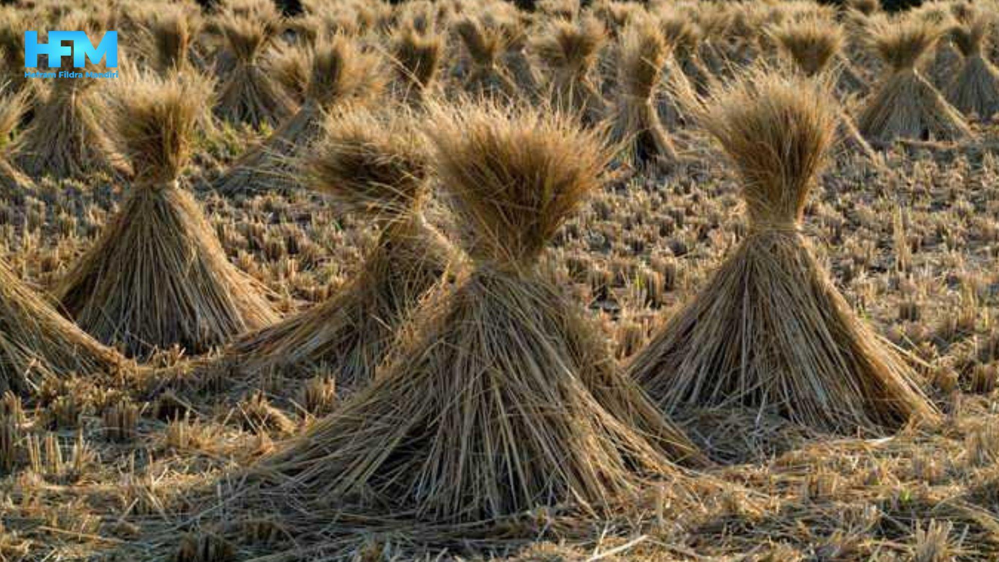 Pengolahan Limbah Pertanian (4)-1.jpg